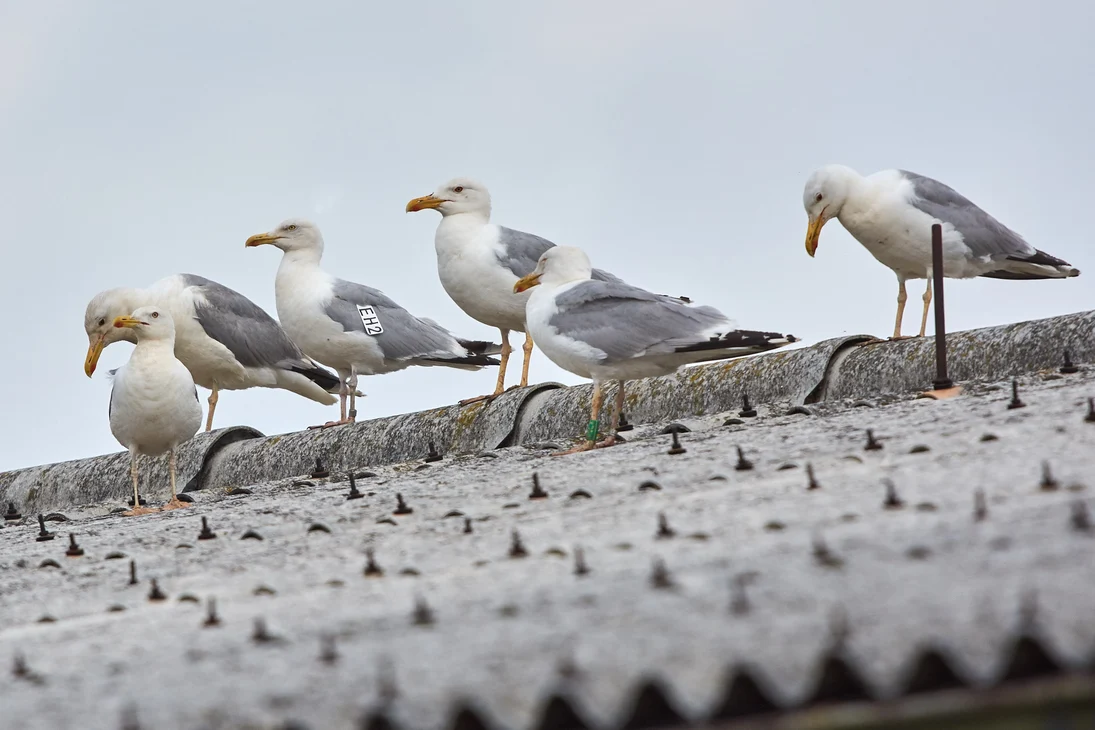 Beringte Steppenmöwe mit Flügelmarke