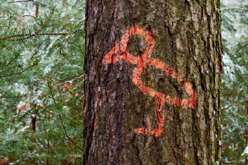 Flyer zum Großvogelschutz im Wald