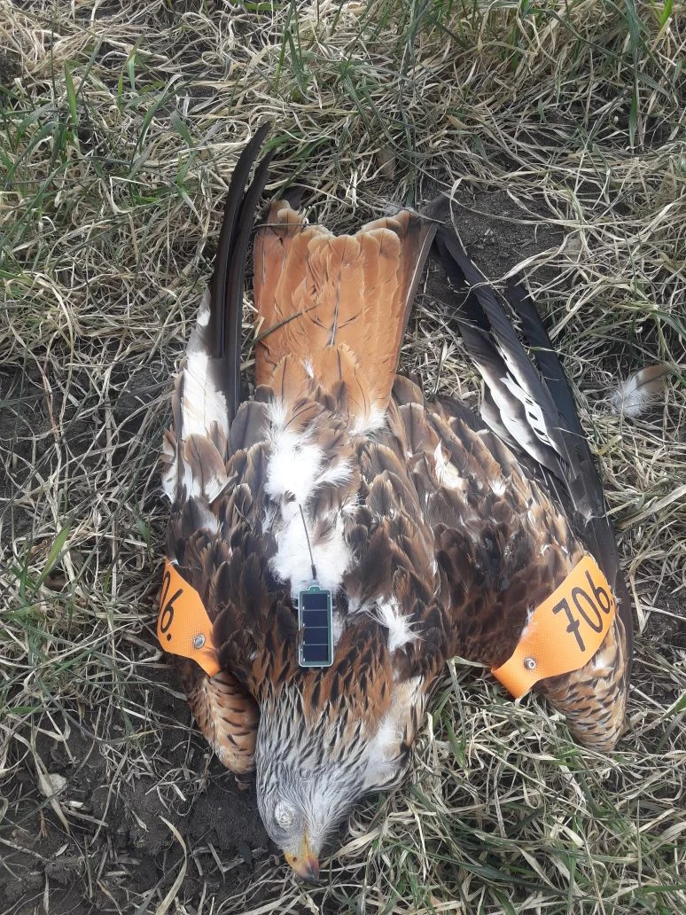 In Thüringen tot aufgefundenes Rotmilanmännchen mit Sender 