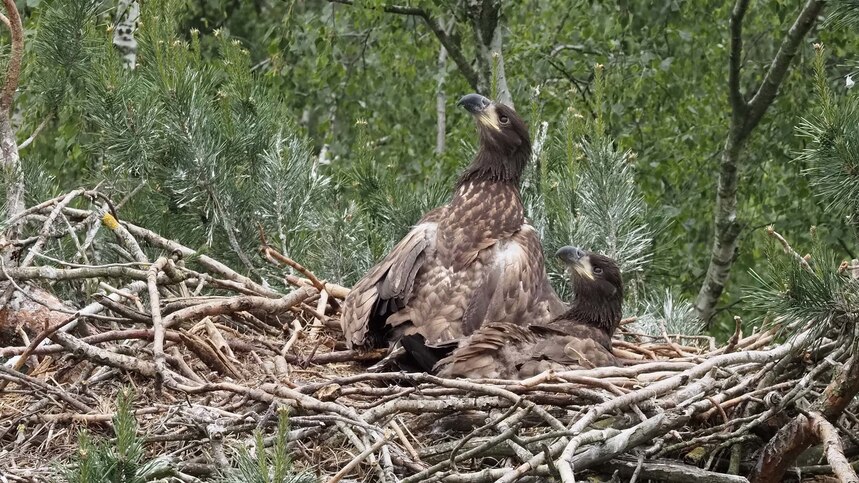 junge Seeadler auf ihrem Nest