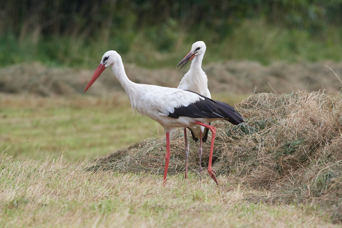 Die Grünlandmahd ist für den Weißstorch von hoher Bedeutung, weil er hier besonders viel Nahrung findet. 