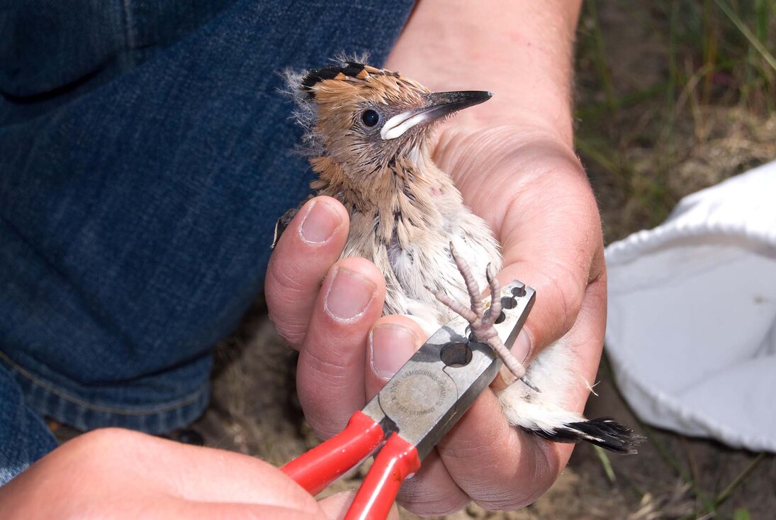 Jungvögel, wie dieser Wiedehopf, werden meist beringt, wenn sie noch nicht fliegen können. 