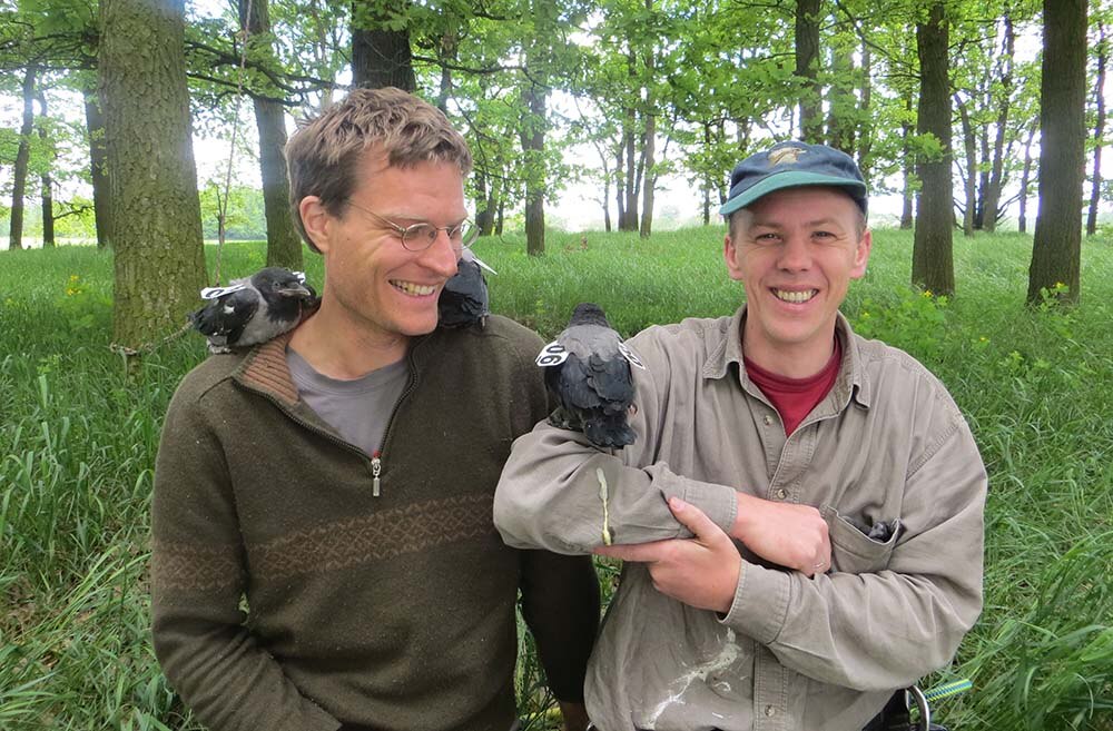 Herr Dr. Wolf und Herr Dr. Nachtigall bei der Markierung junger Nebelkrähen. 