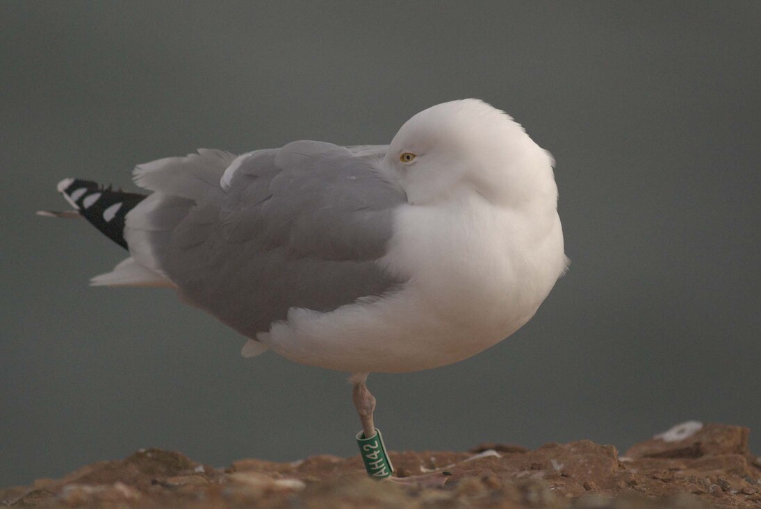 Der Farbring dieser Silbermöwe lässt sich gut auch aus weiterer Entfernung ablesen. 