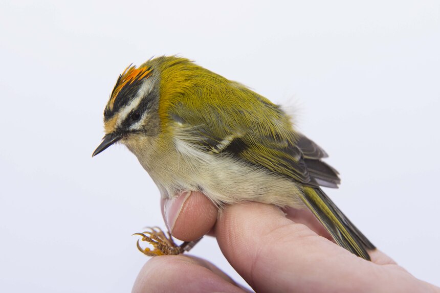 ein beringtes Sommergoldhähnchen auf der Hand