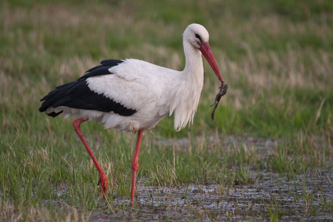 Der Weißstorch ernährt sich nicht nur von Fröschen, auch Heuschrecken und Mäuse stehen auf seinem Speisezettel. 