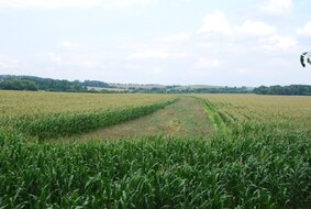 Feldlerchenfenster im Getreidefeld