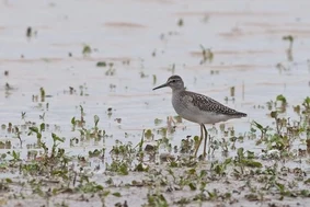 Vogelschutz Neschwitz