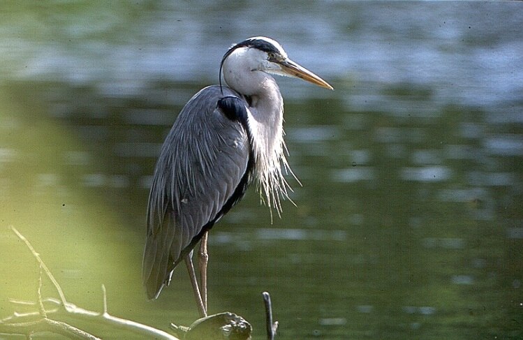 Graureiher (Ardea cinerea). 