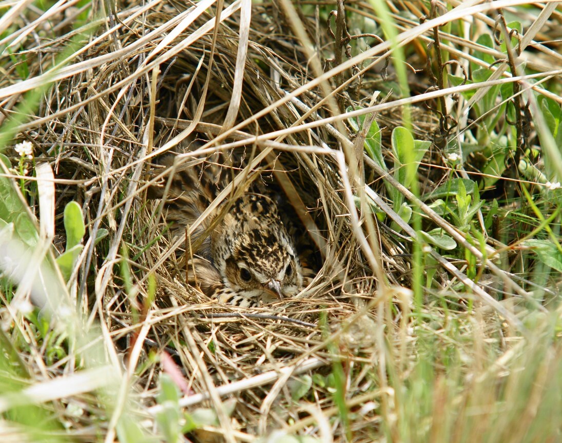 Brütende Heidelerche (Lullula arborea)