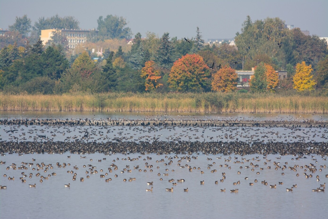 Rastende Saat- und Blässgänse (Anser fabalis, A. albifrons), Kormorane (Phalacrocorax carbo) und andere Wasservogelarten auf dem Großen Teich bei Torgau.