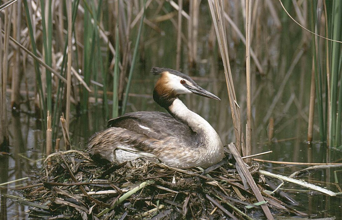 Brütender Haubentaucher (Podiceps cristatus). Die Art kommt in Sachsen an vielen Gewässern, insbesondere Fischteichen, vor.