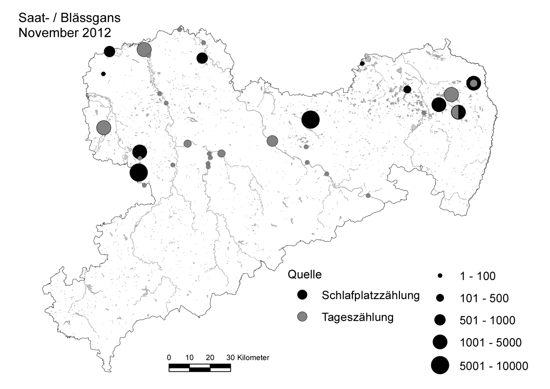 Beispiel: Ergebnisse von Zählungen nordischer Gänse an Schlafplätzen und/oder sonstigen Rastgewässern in Sachsen