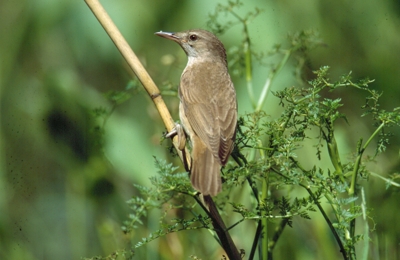 Drosselrohrsänger (Acrocephalus arundinaceus).