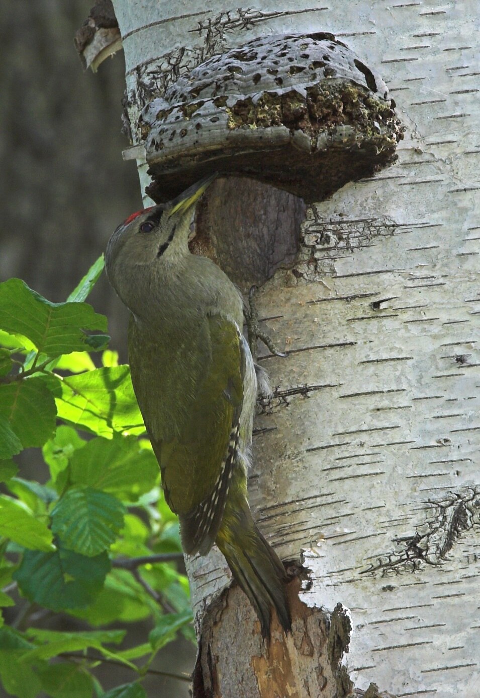 Grauspecht (Picus canus) an der Nisthöhle.