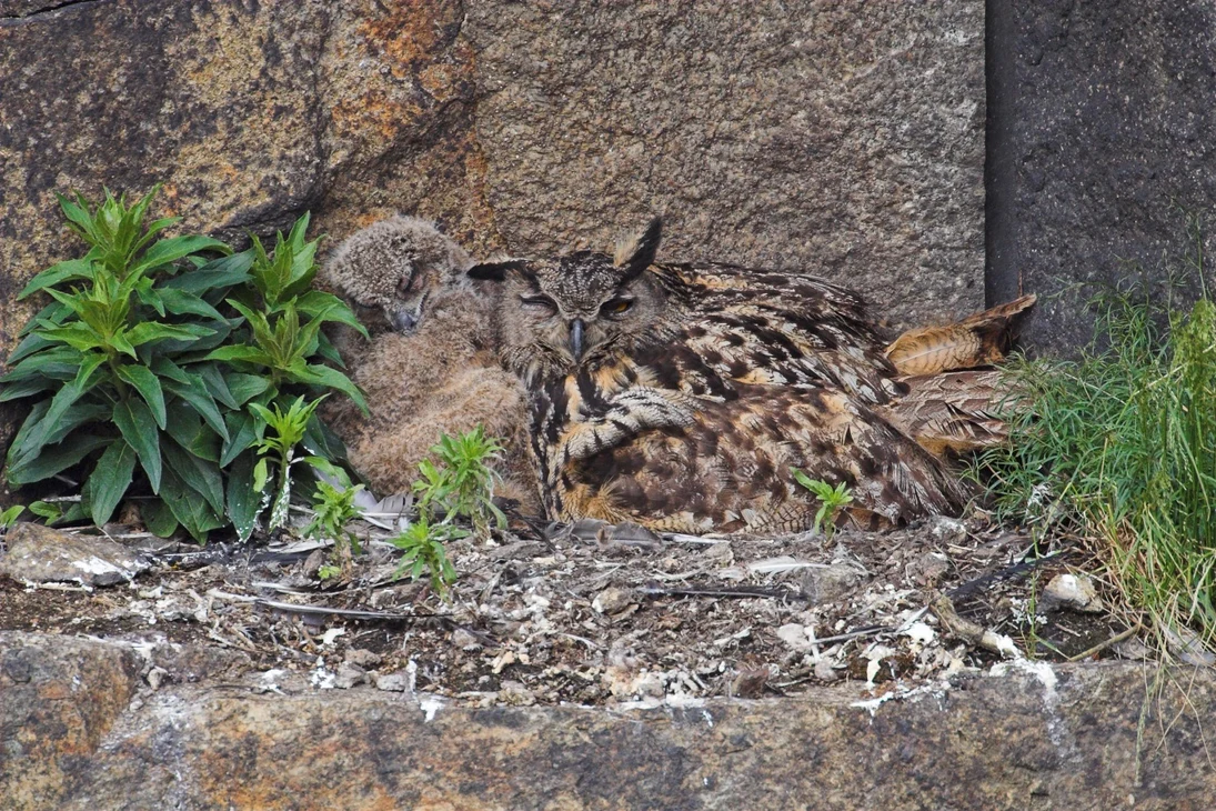 Uhu (Bubo bubo) mit Jungvogel am Nistplatz. 