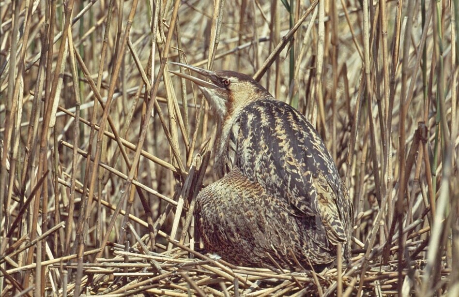 Rohrdommel-Weibchen hudert seine Jungen. 