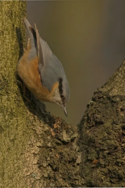 Der Kleiber (Sitta europaea) gehört zu den häufigen Brutvögeln.