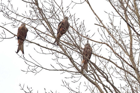 Rotmilane an ihrem Schlafplatz auf einem Baum.