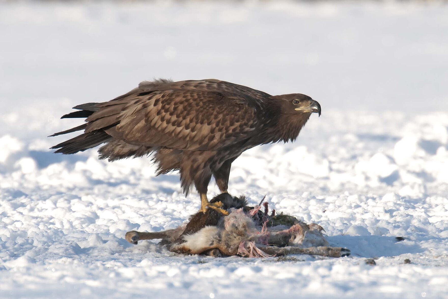 Junger Seeadler an einem toten Reh.