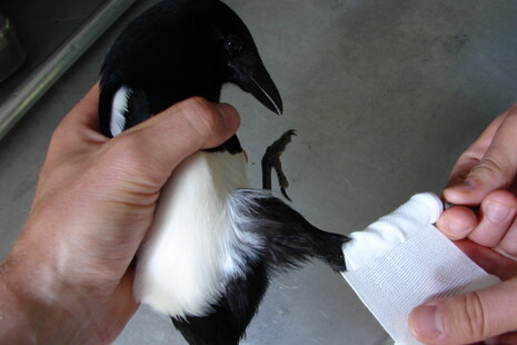 Bandage anlegen bei einer verletzten Krähe