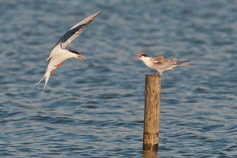 Vogelschutz Neschwitz