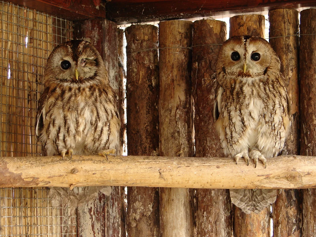 Manche Wildvögel, wie diese beiden Waldkäuze, können auf Grund ihrer Verletzungen nicht mehr ausgewildert werden. Sie haben in Neschwitz ein neues Zuhause gefunden.