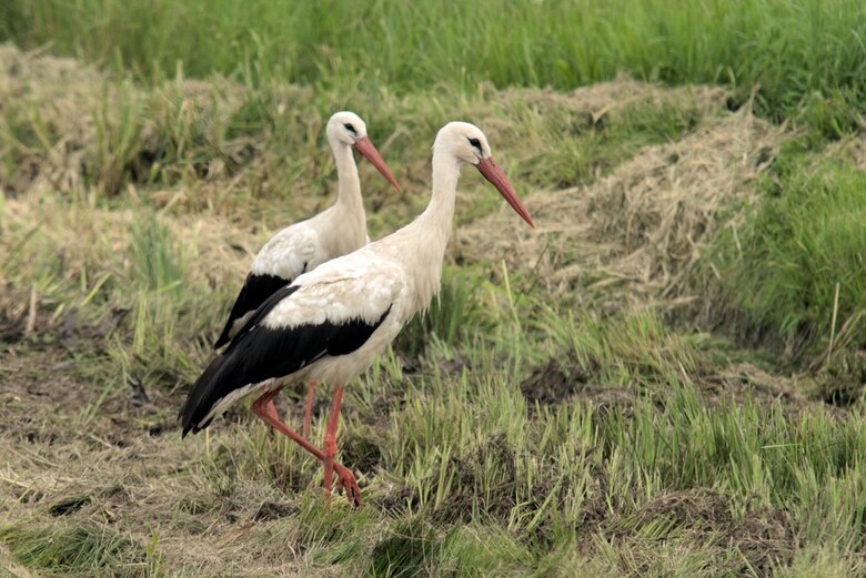 Weißstörche (Ciconia ciconia) im Nahrungshabitat.