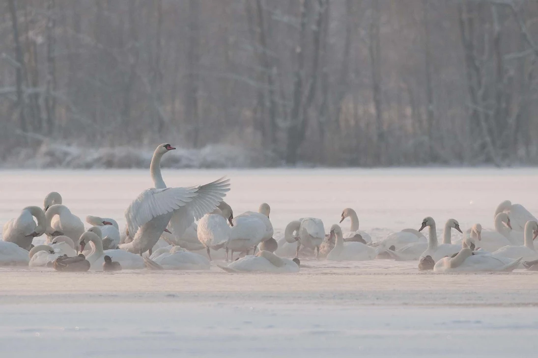 Im Winter drängen sich Schwäne, Gänse und Enten um die letzten offenen Wasserflächen.