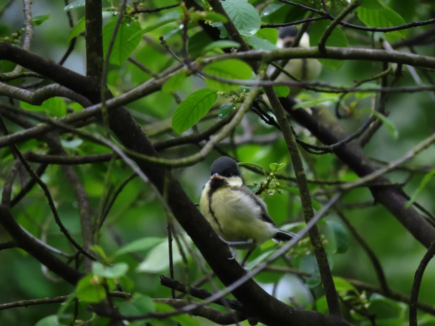 Kohlmeise Jungvogel