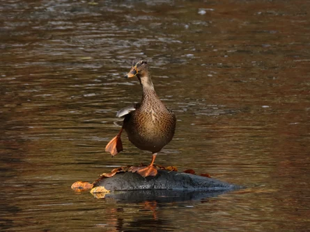 Stockente