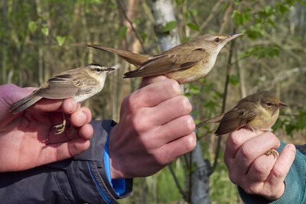 Drei_Rohrsängerarten