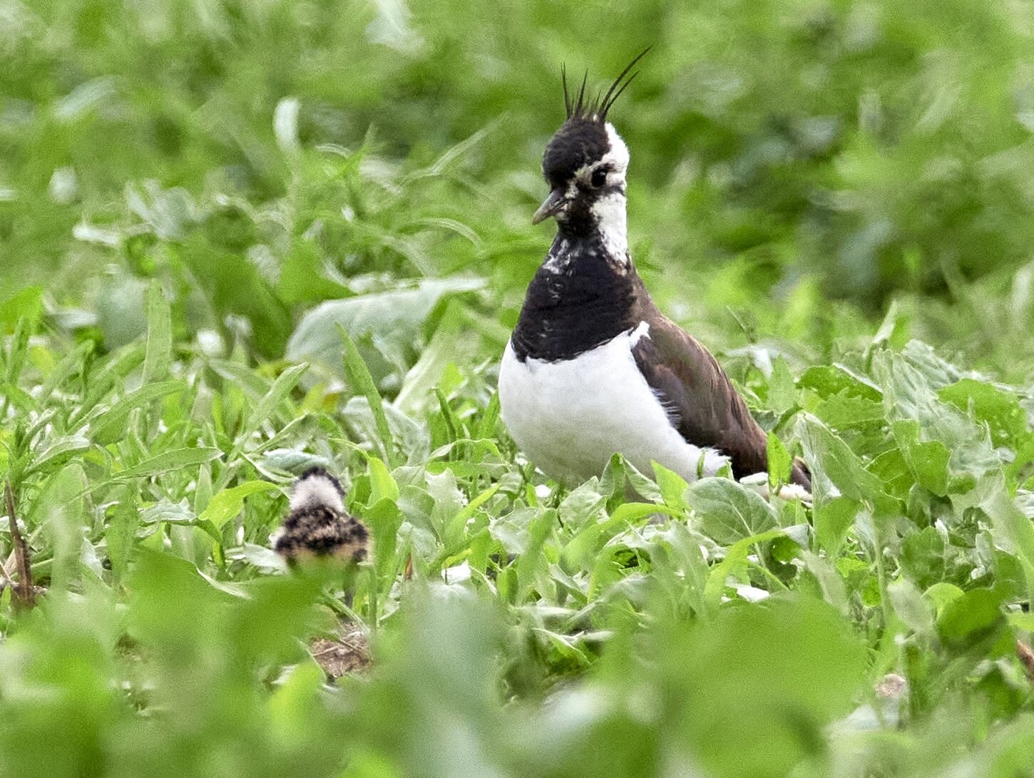 Kiebitz mit Jungvogel