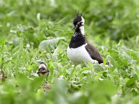Kiebitz mit Jungvogel