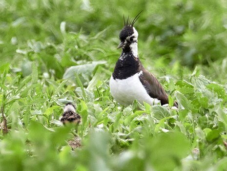 Kiebitz mit Jungvogel