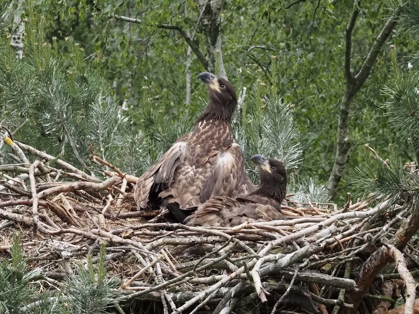 Junge Seeadler im Nest